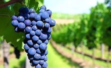 全球升溫,或將影響葡萄酒口感