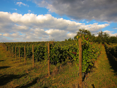 卡帕尼亞葡萄酒產區(qū)